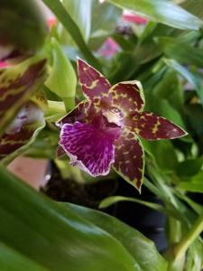 Zygopetalum Advance Australia