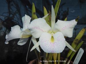 Brassocattleya Air Mososa