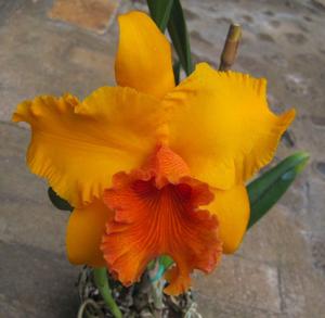 Rhyncholaeliocattleya Apricot Flare