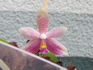 Phalaenopsis Fribourg