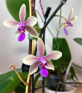 Phalaenopsis Memoria Herman Sweet