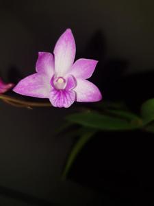 Dendrobium Esme Poulton