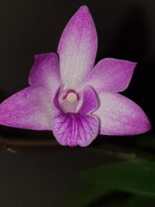 Dendrobium Esme Poulton