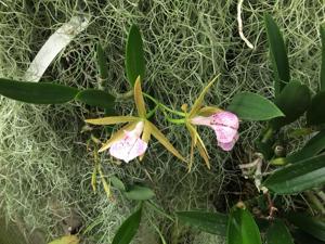 Brassocattleya Adrienne Arsht