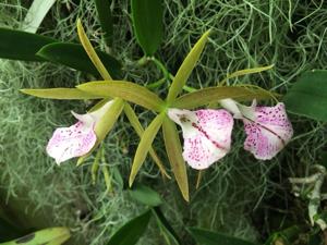 Brassocattleya Adrienne Arsht