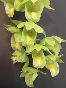Clowesetum Mark Margolis