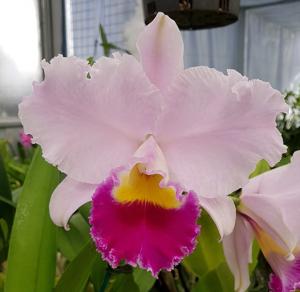 Rhyncholaeliocattleya Dream Trader