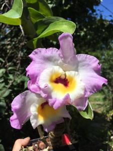 Dendrobium Sweet Pinky