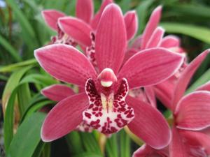 Cymbidium Pipeta