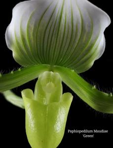 Paphiopedilum Maudiae