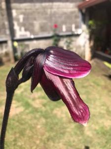 Paphiopedilum Hsinying Macasar