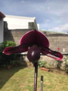 Paphiopedilum Hsinying Macasar