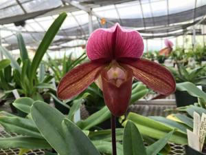 Paphiopedilum Mrs. Haywood