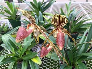 Paphiopedilum Susan Booth