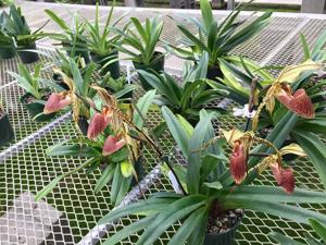 Paphiopedilum Susan Booth