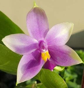 Phalaenopsis Samera