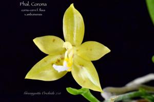 Phalaenopsis Corona