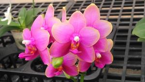 Phalaenopsis Zheng Min Peach