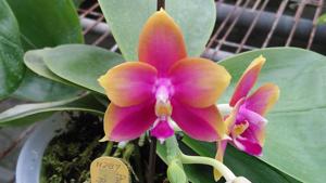 Phalaenopsis Zheng Min Neon