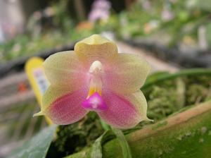 Phalaenopsis Zheng Min Turtledove