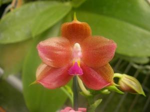 Phalaenopsis Zheng Min Turtledove