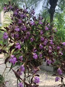 Encyclia Orchid Jungle