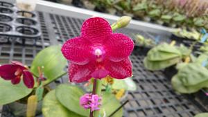 Phalaenopsis Zheng Min Pangolin