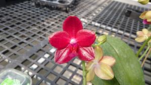 Phalaenopsis Zheng Min Pangolin