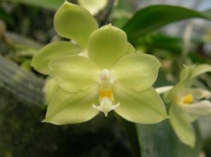 Phalaenopsis Zheng Min Michollens