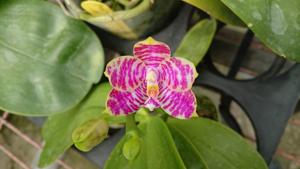 Phalaenopsis Zheng Min Mosaic