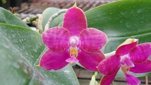 Phalaenopsis Zheng Min Mosaic