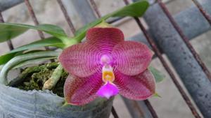 Phalaenopsis Zheng Min Mosaic