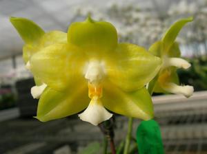 Phalaenopsis Chang Yi Green Giant