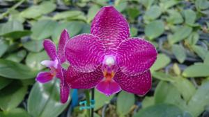 Phalaenopsis Zheng Min Gemini