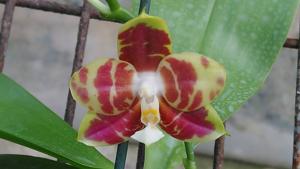 Phalaenopsis Zheng Min Folivora