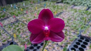 Phalaenopsis Zheng Min Xeme