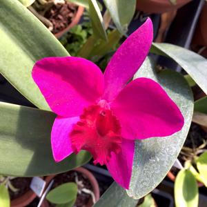 Cattleya Love Castle