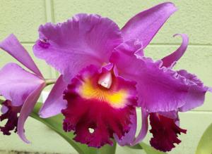 Cattleya South Esk