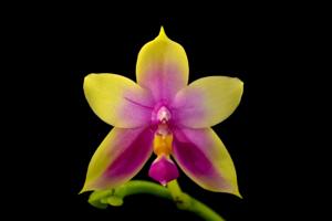 Phalaenopsis Samera