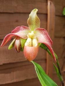 Phragmipedium Longueville