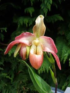 Phragmipedium Longueville