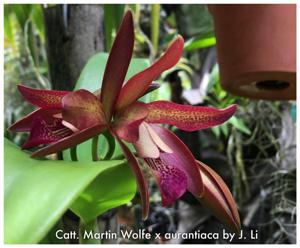 Cattlianthe SunCoast Sienna Stars