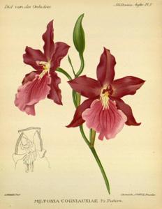 Miltonia cogniauxiae