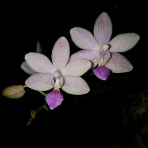 Phalaenopsis Janine