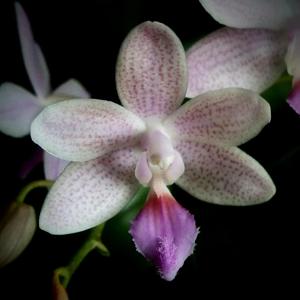 Phalaenopsis Janine