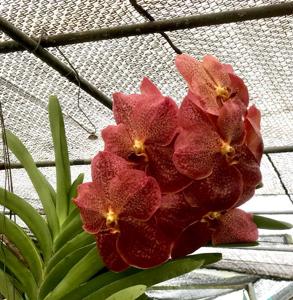 Vanda Adisak Happiness