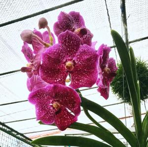 Vanda Fantastic Fanfare