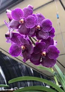 Vanda Pure's Wax