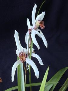 Cymbidium formosanum-erythrostylum