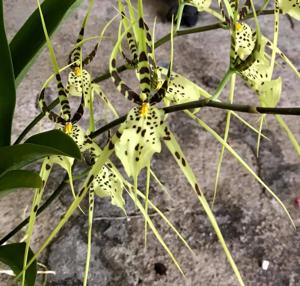 Brassia Rex